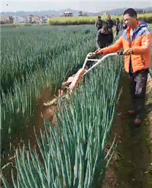 650G姜机大型葱田操作视频