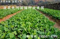 深圳行距可调的生菜播种机 大棚种植精播机