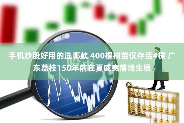 手机炒股好用的选哪款 400棵树苗仅存活4棵 广东荔枝150年前在夏威夷落地生根